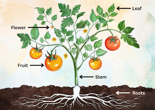 Annotated version of Midjourney tomato plant image