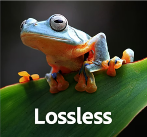 An image of a blue and orange tree frog perched on a leaf, compressed using lossless compression.